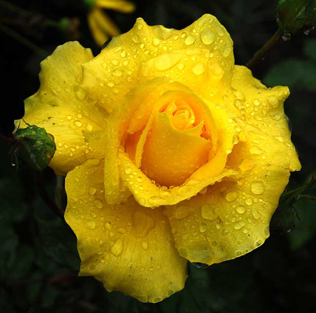 Wet Rose