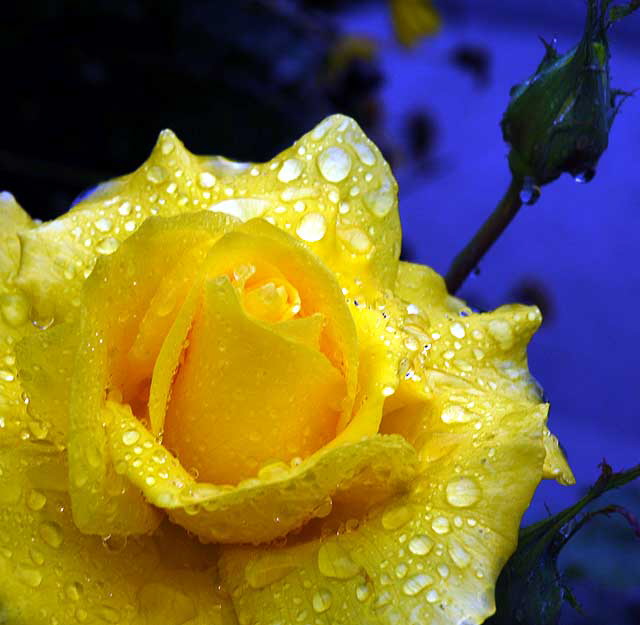 Wet Rose