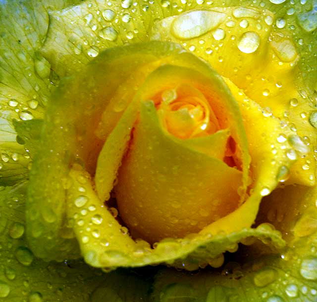 Wet Rose