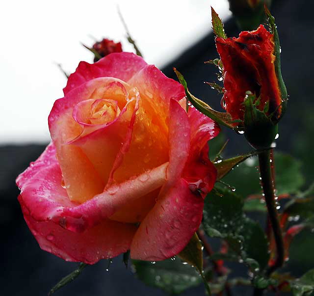 Wet Rose