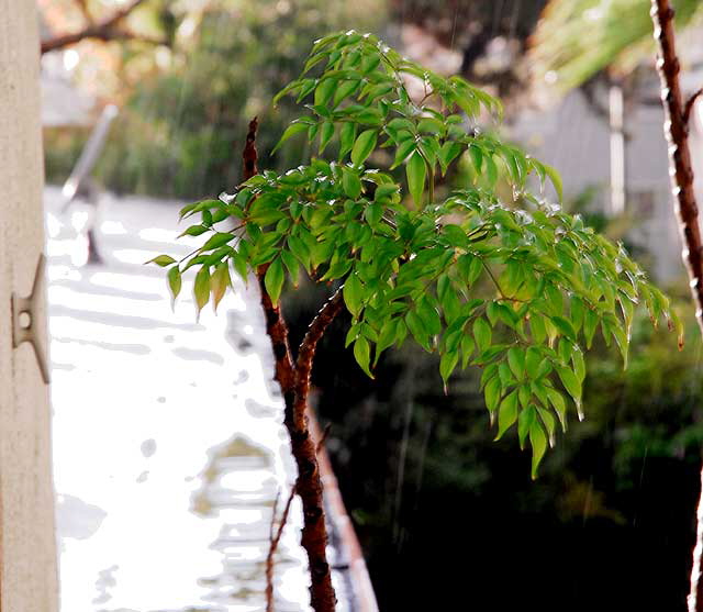 Hollywood Balcony, Rain