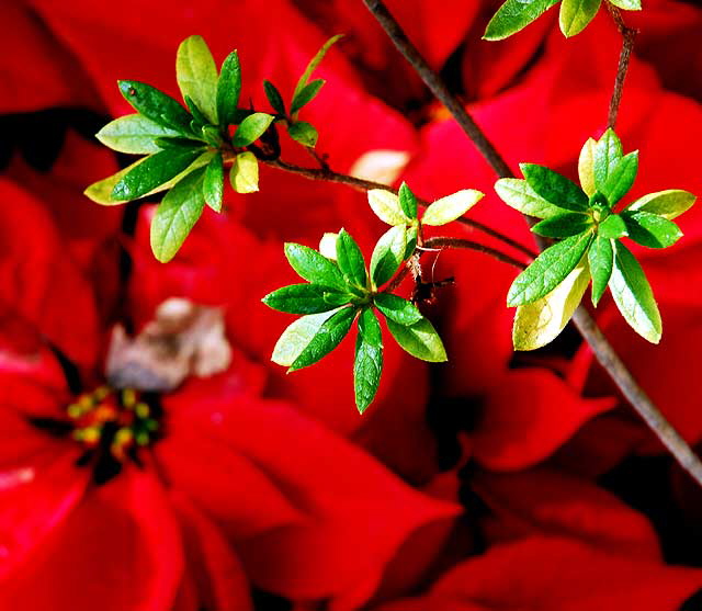 Poinsettia