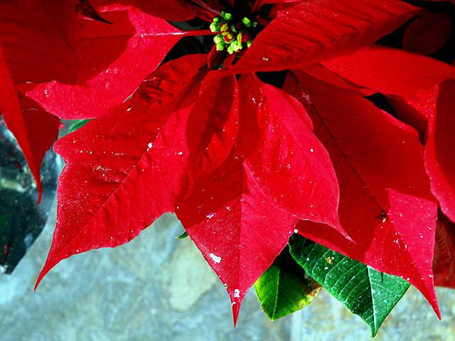 Poinsettia