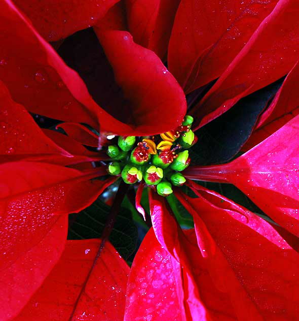 Poinsettia