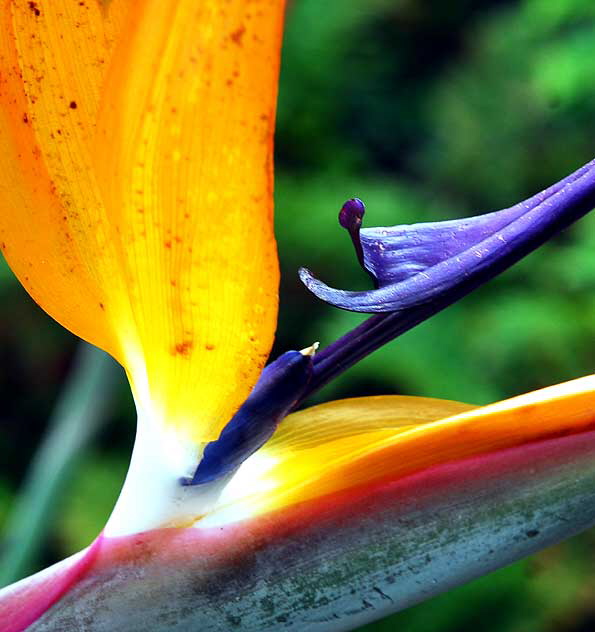 Bird of Paradise (Strelitzia reginae)