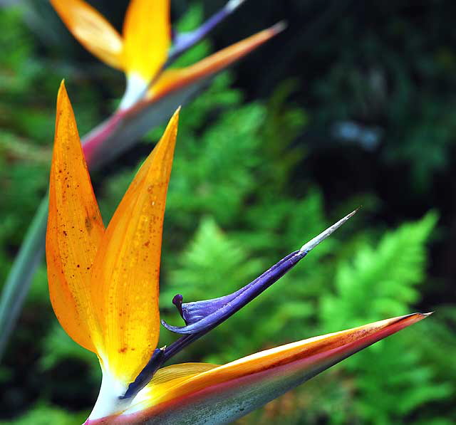 Bird of Paradise (Strelitzia reginae)