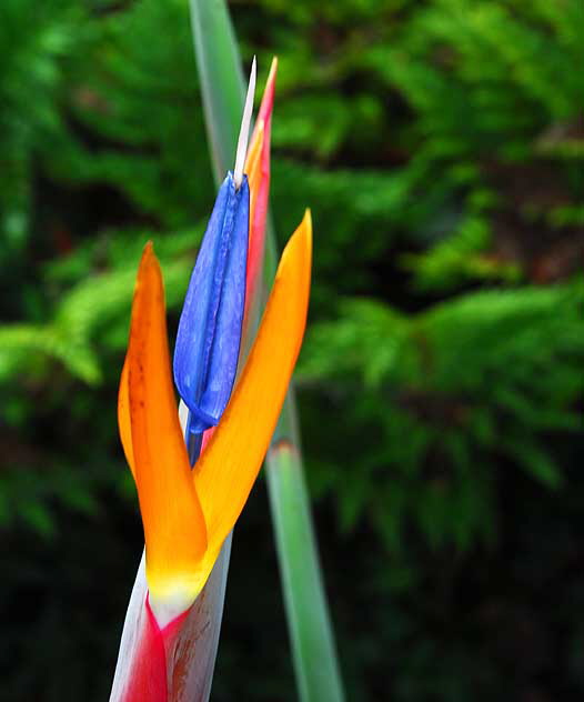 Bird of Paradise (Strelitzia reginae)