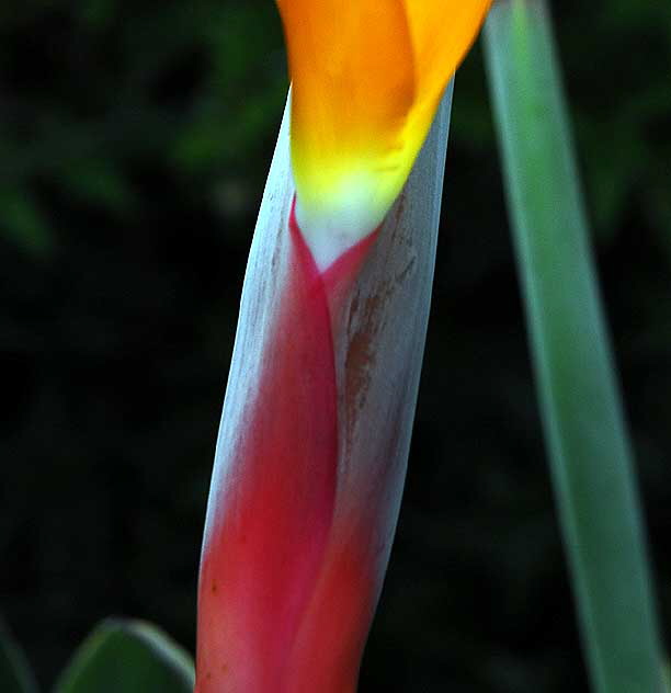 Bird of Paradise (Strelitzia reginae)