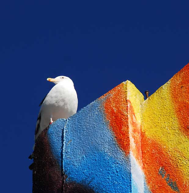 Venice Beach Gull