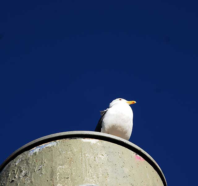 Venice Beach Gull