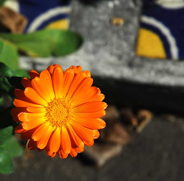 In the gardens of the Crossroads of the World on Sunset Boulevard, Saturday, January 29, 2011