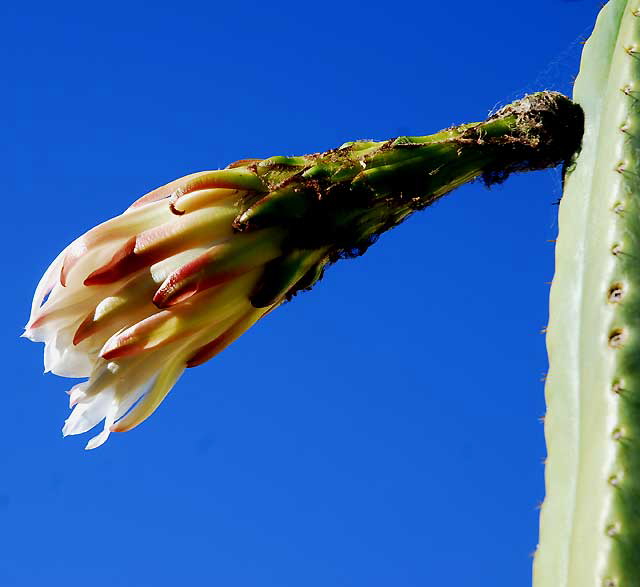 Cactus in Bloom, Venice Beach