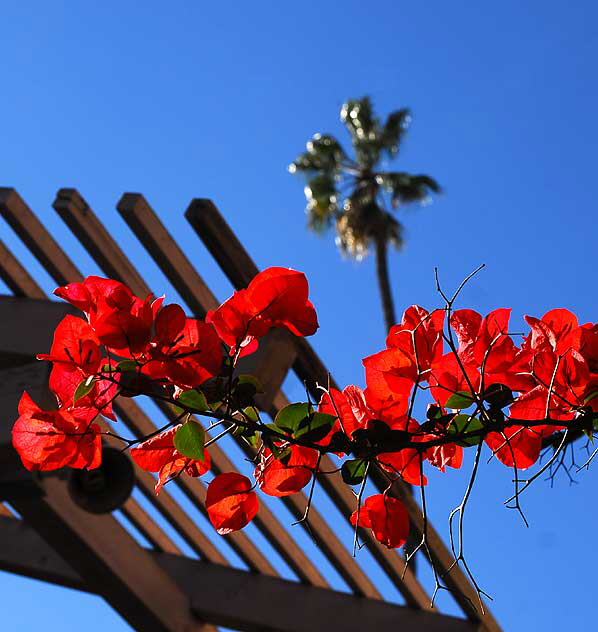 Bougainvillea on a side street in Hollywood