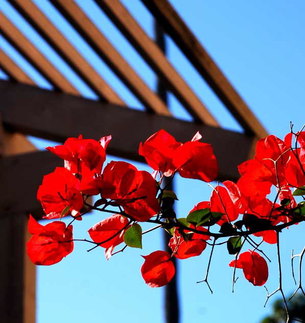 Bougainvillea on a side street in Hollywood