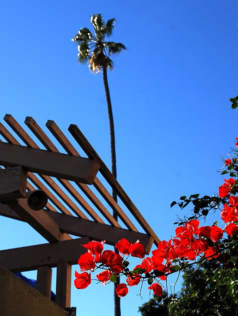 Bougainvillea on a side street in Hollywood