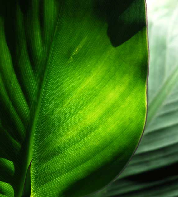 Banana Leaf