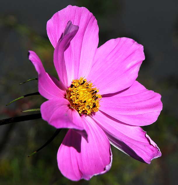 In bloom, West Hollywood, Saturday, January 1, 2011