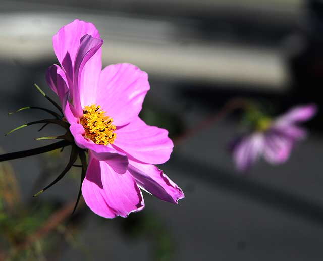 In bloom, West Hollywood, Saturday, January 1, 2011