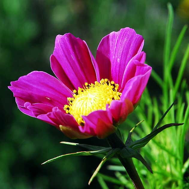 In bloom, West Hollywood, Saturday, January 1, 2011