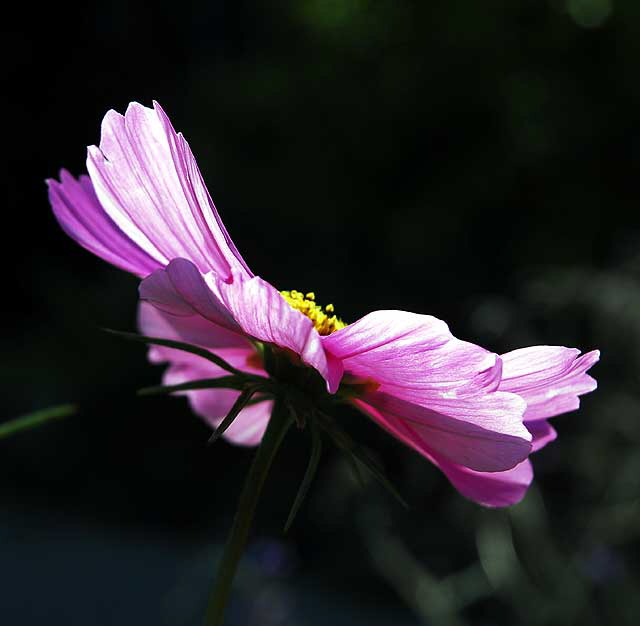 In bloom, West Hollywood, Saturday, January 1, 2011