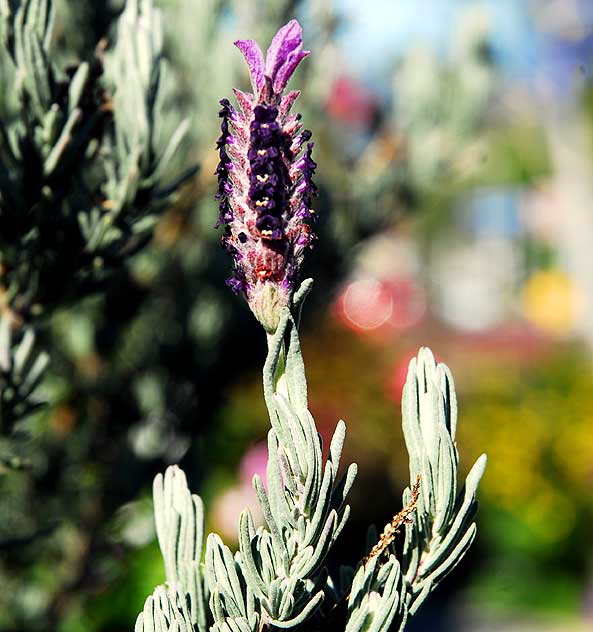 Twisted Purple Sage