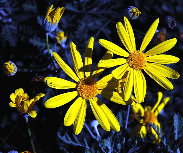 In bloom, West Hollywood, Saturday, January 1, 2011