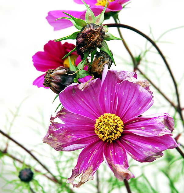 California Daisy