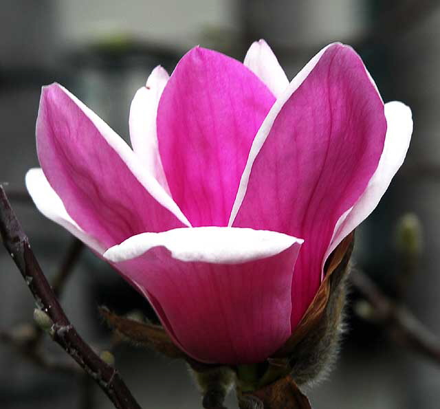 Japanese flowering magnolia - called "Saucer Pink" and "Alexandrina" magnolia