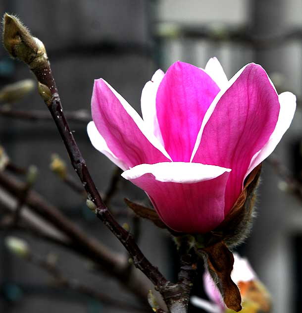 Japanese flowering magnolia - called "Saucer Pink" and "Alexandrina" magnolia