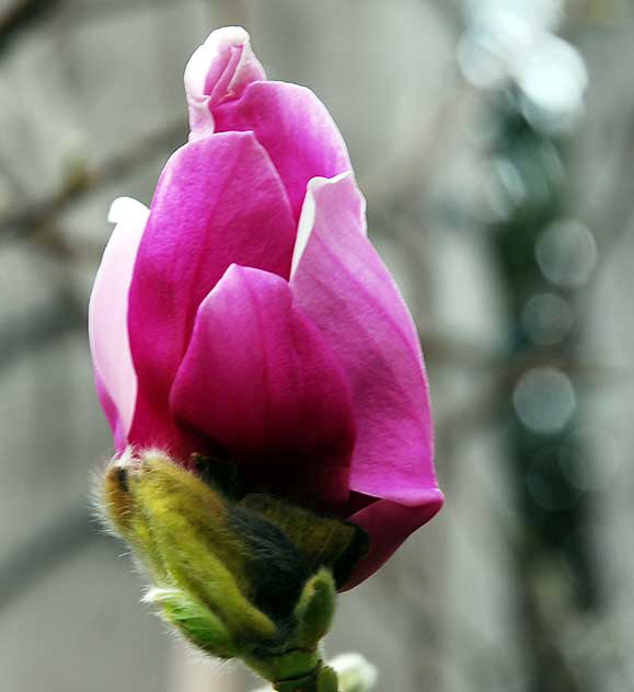 Japanese flowering magnolia - called "Saucer Pink" and "Alexandrina" magnolia