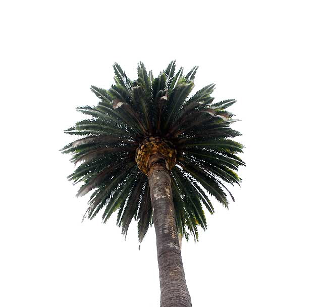 Palm Study, North Bedford Drive, Beverly Hills, Saturday, January 8, 2011