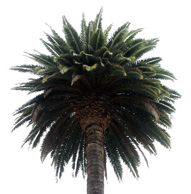 Palm Study, North Bedford Drive, Beverly Hills, Saturday, January 8, 2011
