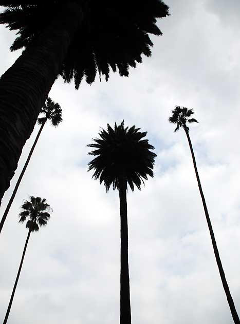 Palm Study, North Bedford Drive, Beverly Hills, Saturday, January 8, 2011