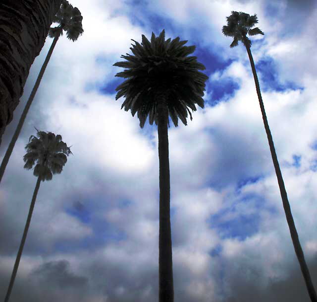 Palm Study, North Bedford Drive, Beverly Hills, Saturday, January 8, 2011