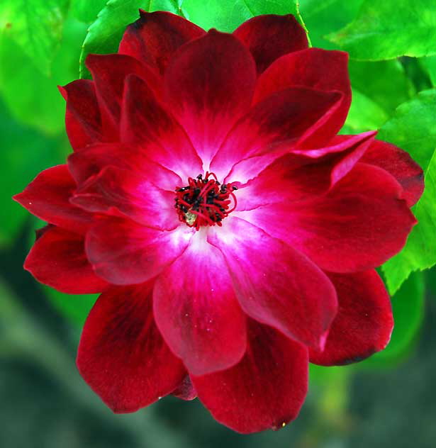 Red Bloom 