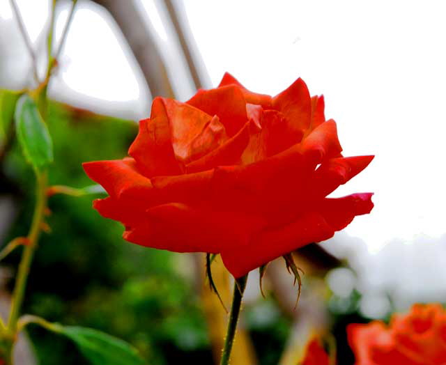 Orange Rose