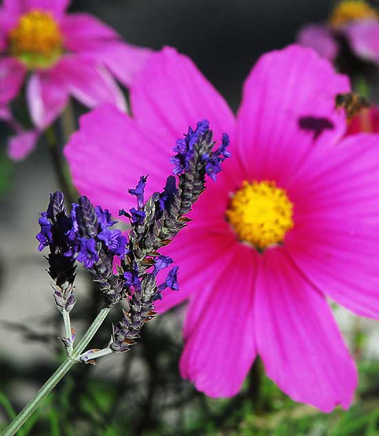 Curbside garden, San Vicente Boulevard, West Hollywood, Saturday, January 15, 2011 