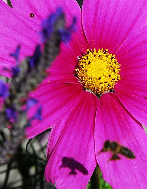 Curbside garden, San Vicente Boulevard, West Hollywood, Saturday, January 15, 2011 