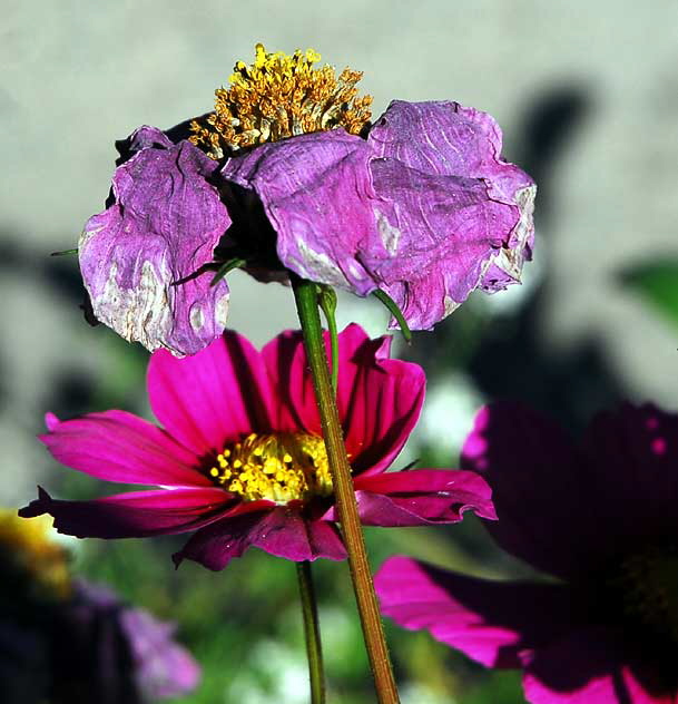 Curbside garden, San Vicente Boulevard, West Hollywood, Saturday, January 15, 2011 