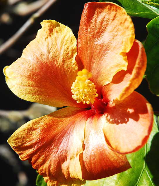 Hibiscus