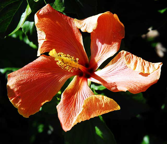 Hibiscus