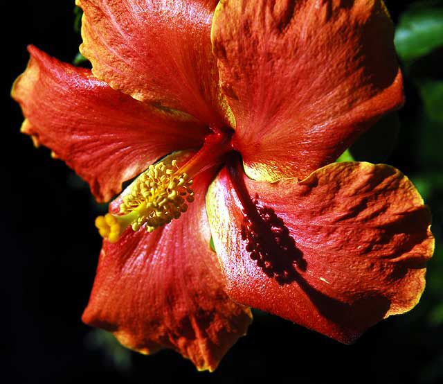 Hibiscus