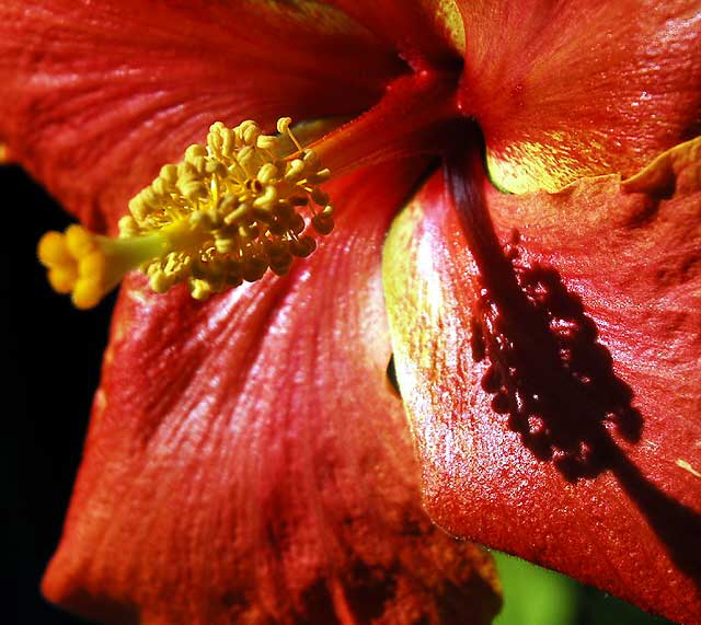 Hibiscus