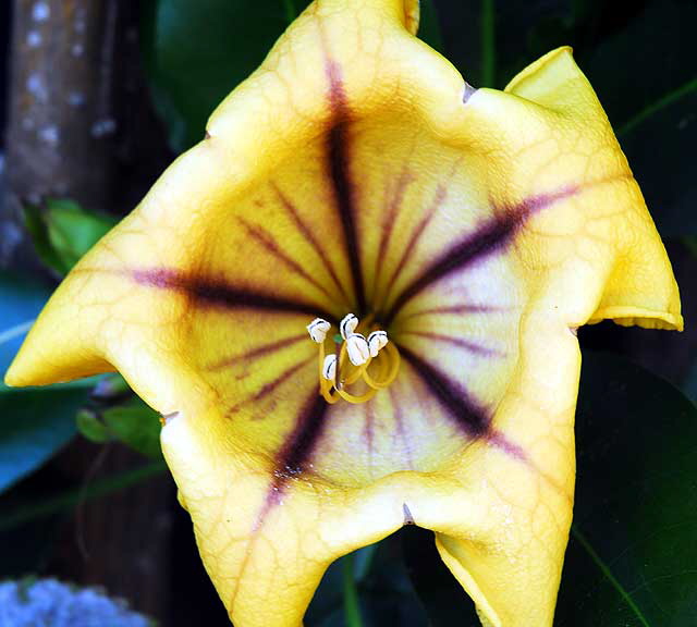 Curbside garden, San Vicente Boulevard, West Hollywood, Saturday, January 15, 2011 