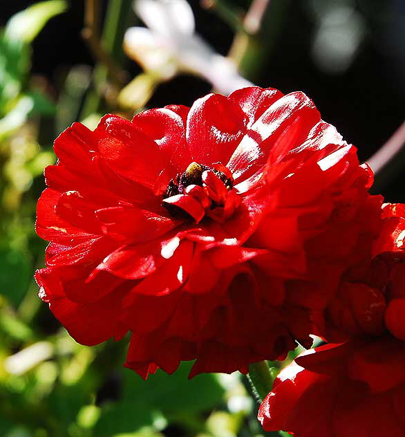 Curbside garden, San Vicente Boulevard, West Hollywood, Saturday, January 15, 2011 