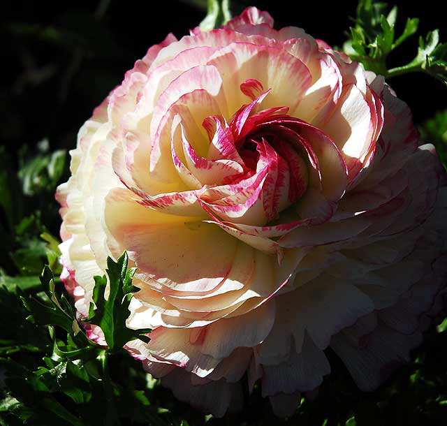 Curbside garden, San Vicente Boulevard, West Hollywood, Saturday, January 15, 2011 