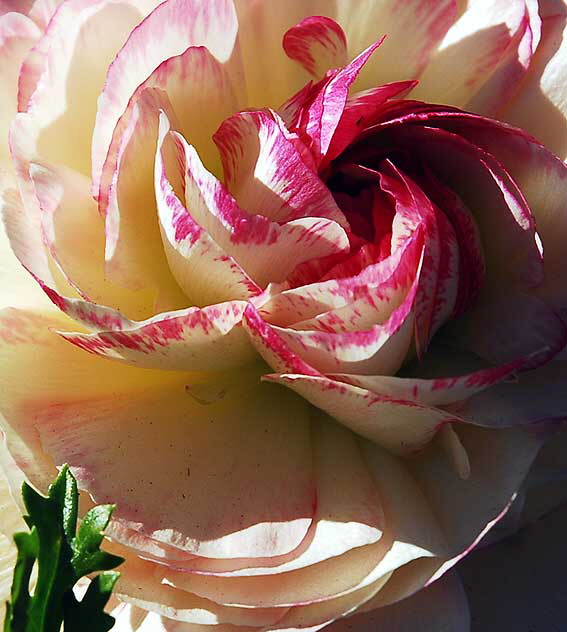 Curbside garden, San Vicente Boulevard, West Hollywood, Saturday, January 15, 2011 