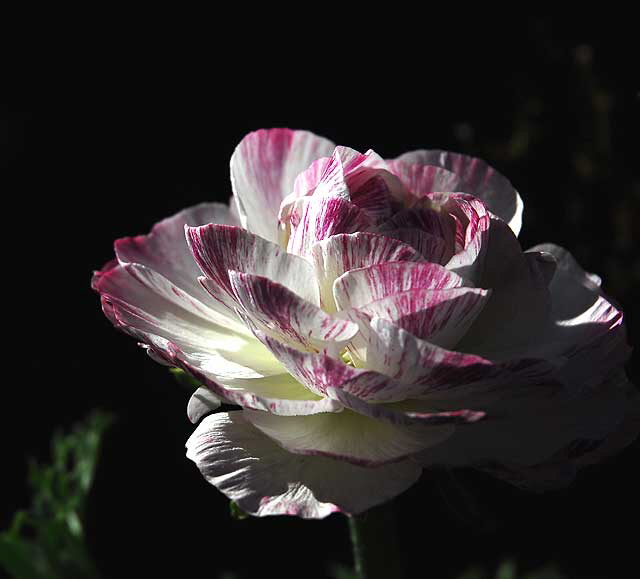 Curbside garden, San Vicente Boulevard, West Hollywood, Saturday, January 15, 2011 