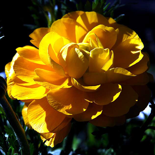 Curbside garden, San Vicente Boulevard, West Hollywood, Saturday, January 15, 2011 