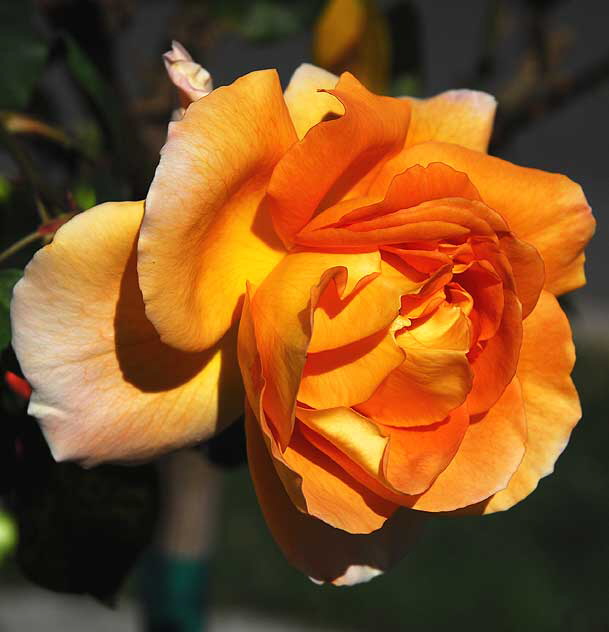 Rose "Bronze Star" 